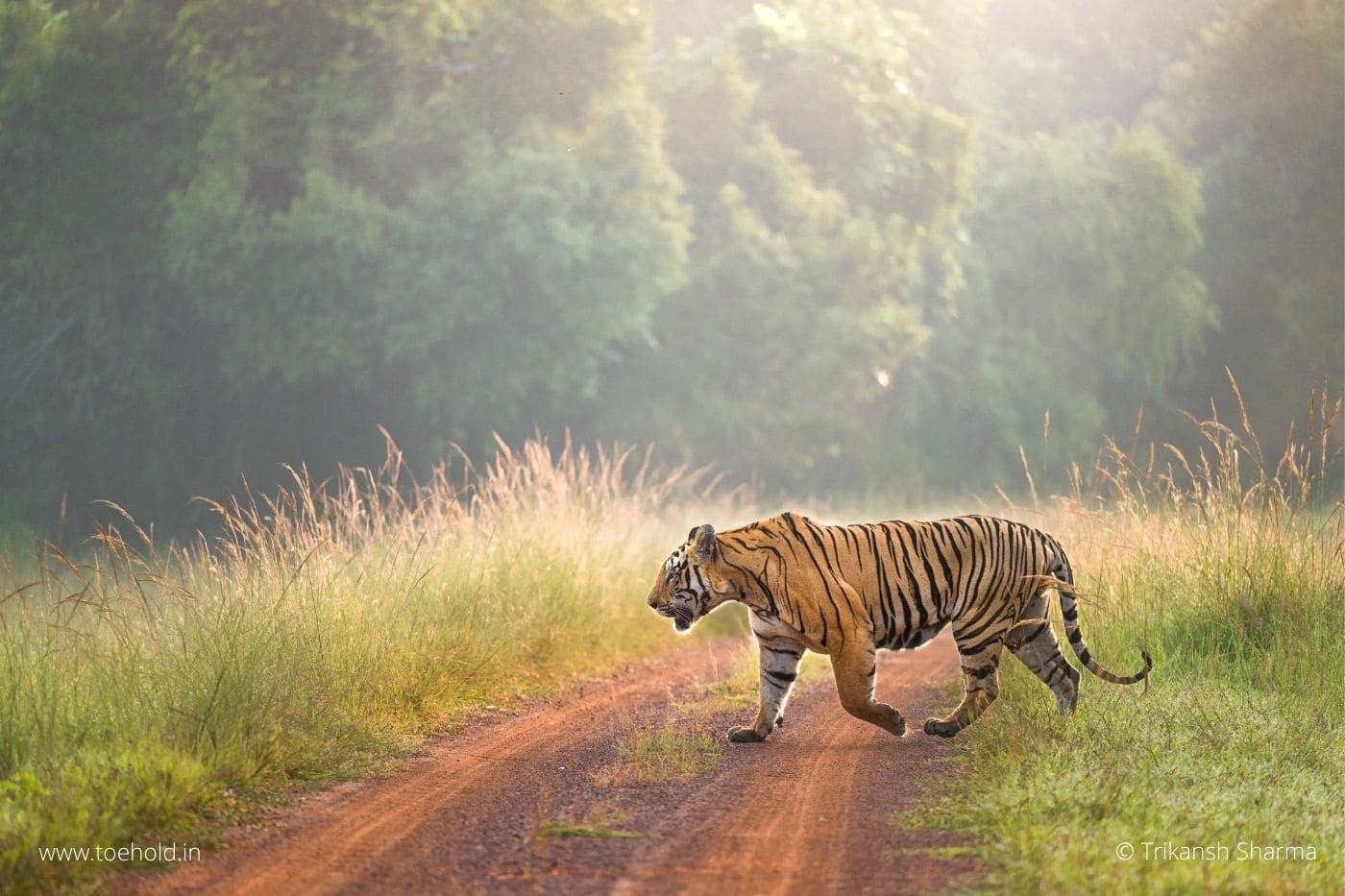 Jungle track at golden hour in central India