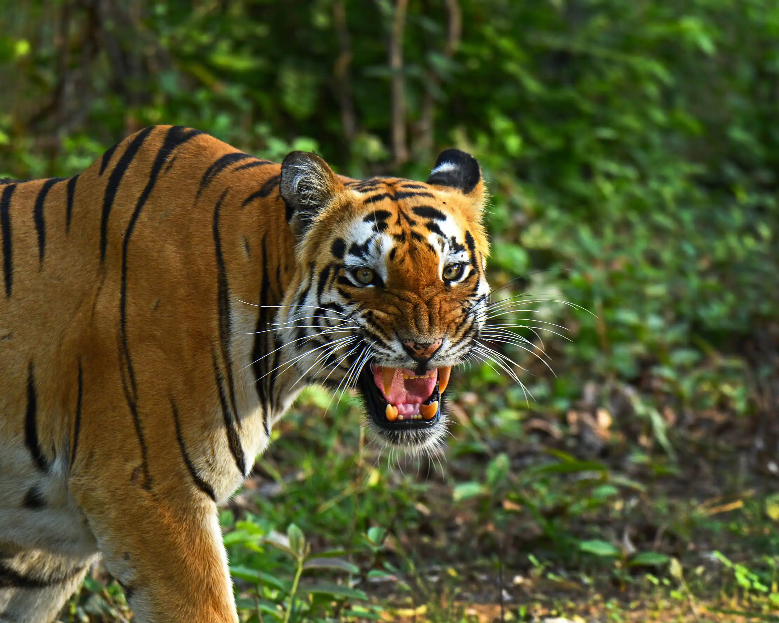 Tadoba Wildlife Escape - Budget Stay