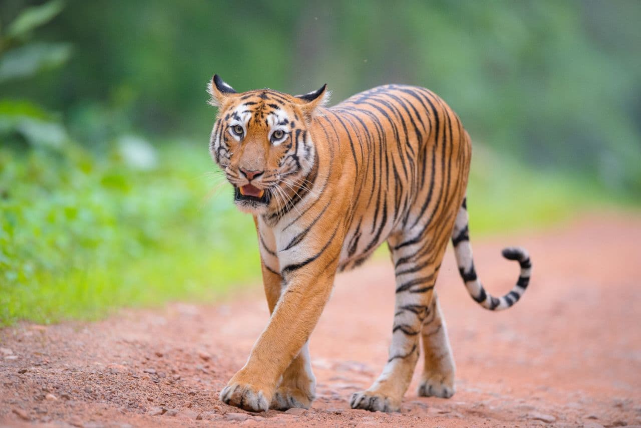 Tadoba Wildlife Escape - Luxury Stay
